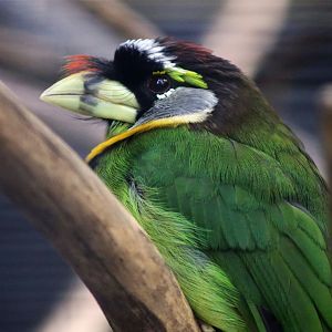 Fire-tufted barbet (Psilopogon pyrolophus)