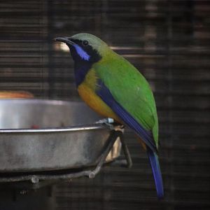 Orange-bellied leafbird