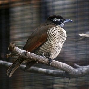 Superb bird-of-paradise female