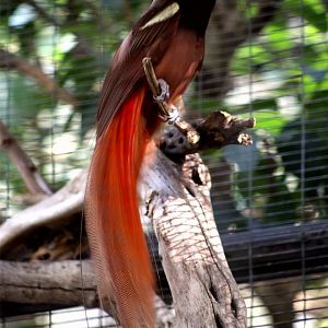 Raggiana bird-of-paradise
