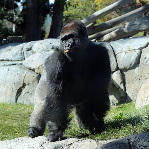 Western lowland gorilla
