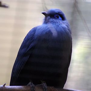 Blue coua (Coua caerulea)