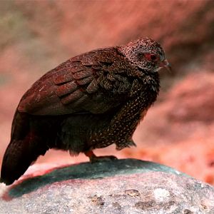 Stone partridge (Ptilopachus petrosus)