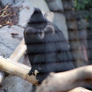 Black crested mangabey