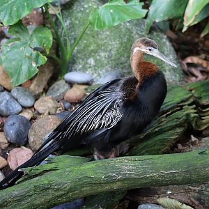 African darter (Anhinga rufa)