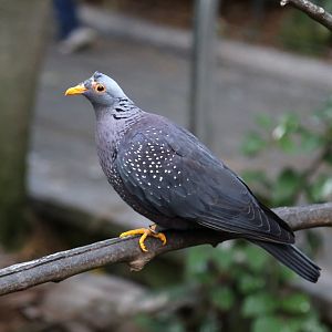 African olive pigeon