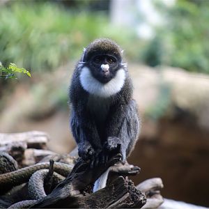 Lesser spot-nosed monkey