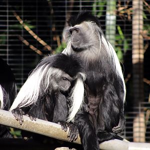 Angola colobus