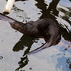 Spotted-necked otter