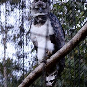 Harpy eagle