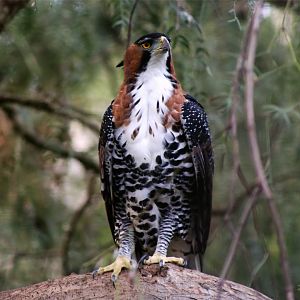 Ornate hawk-eagle (Spizaetus ornatus)