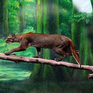 Female Asiatic golden cat walking on branch