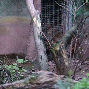 Introduction of new female Asiatic golden cat to the old male