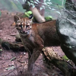 Female Asiatic golden cat