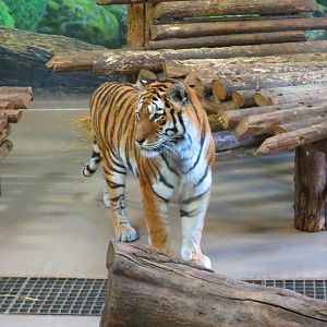 Amur tiger