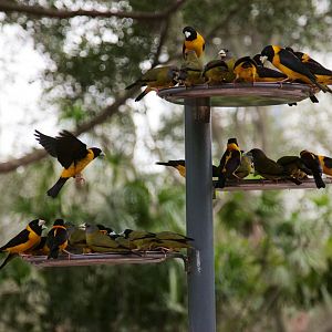Collared grosbeaks