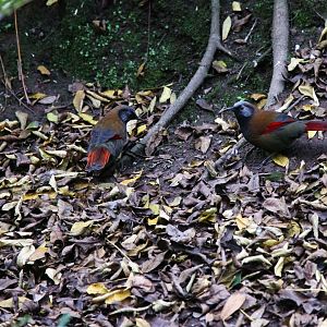 Red-winged laughingthrushs