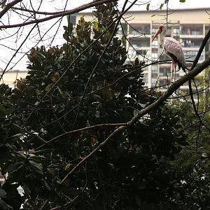 Yellow-billed stork