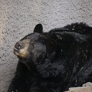 American Black Bear