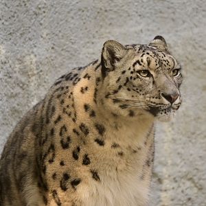 Snow Leopard