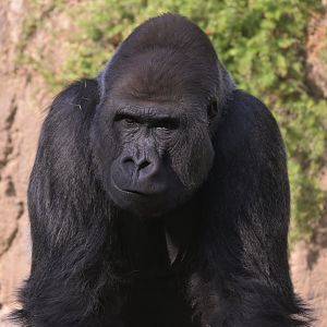 Western Lowland Gorilla
