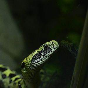 Ethiopian Mountain Adder