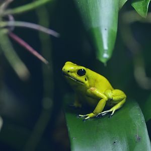 Golden Poison Frog