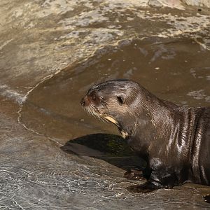 Giant River Otter