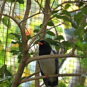 Red Billed Blue Magpie