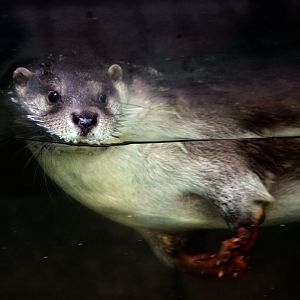 Eurasian otter