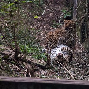Leopards after copulation
