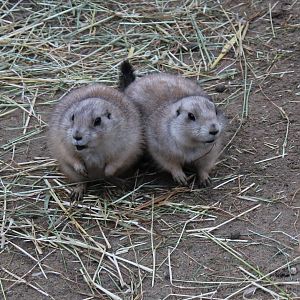 Black-tailed prairie dogs