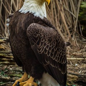 American Bald Eagle