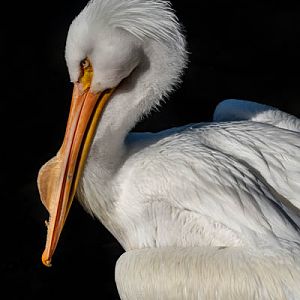 American White Pelican