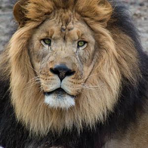 Male African Lion