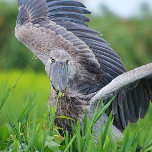 Shoebill (December 2019)