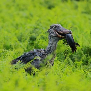 Shoebill (December 2019)