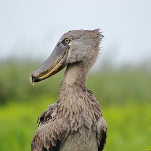 Shoebill (December 2019)