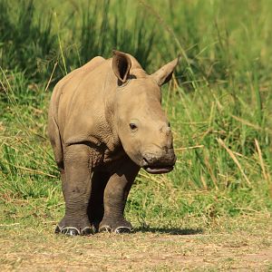 White Rhino (December 2019)