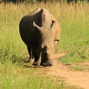 White rhino (December 2019)