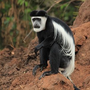 Black-and-white colobus (December 2019)