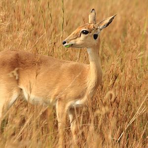 Oribi (December 2019)