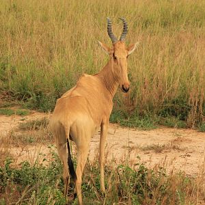 Lelwel hartebeest (December 2019)