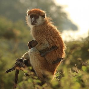 Patas monkey (December 2019)