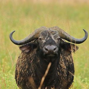 African buffalo (December 2019)
