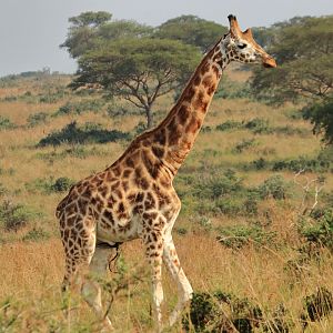 Rothschild's giraffe (December 2019)