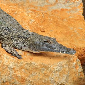 Nile crocodile (December 2019)