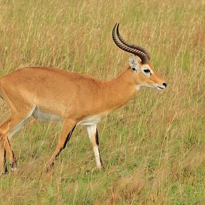 Uganda Kob (December 2019)