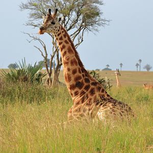 Rothschild's giraffe (December 2019)