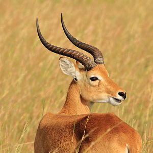 Uganda Kob (December 2019)